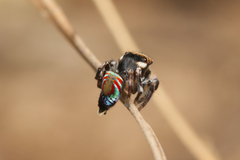 Maratus ottoi