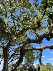 Quercus sinuata
