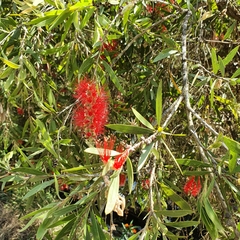 Melaleuca viminalis