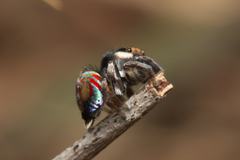 Maratus ottoi
