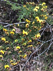 Bossiaea obcordata