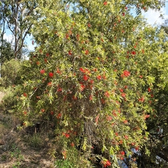 Melaleuca viminalis