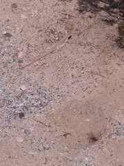 Dipsosaurus dorsalis