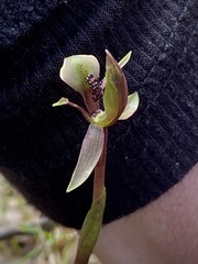 Chiloglottis trapeziformis