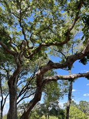 Quercus sinuata