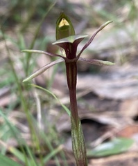 Chiloglottis trapeziformis