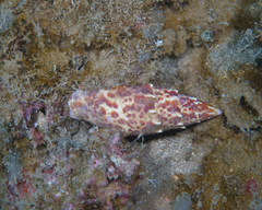Mitra papalis