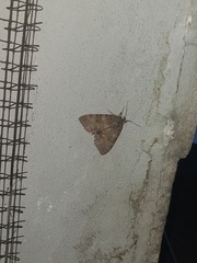 Erebidae
