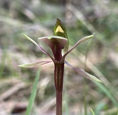 Chiloglottis trapeziformis