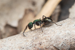 Polyrhachis hookeri