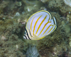 Chaetodon ornatissimus