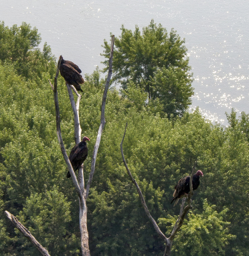Turkey Vulture photographed in Wisconsin