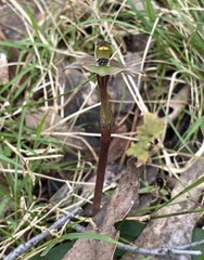 Chiloglottis trapeziformis