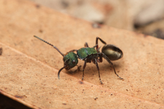 Polyrhachis hookeri