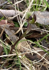 Chiloglottis trapeziformis