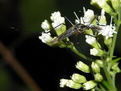 Toxorhynchites rutilus