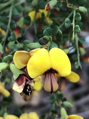 Bossiaea obcordata