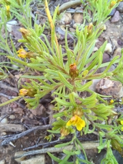 Rhynchopsidium sessiliflorum