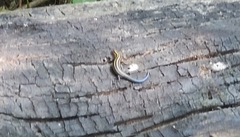 Plestiodon fasciatus