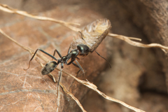 Iridomyrmex mayri
