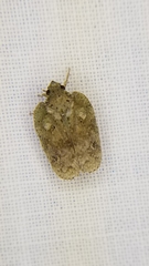 Flatoidinus punctatus