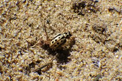 Anisosticta bitriangularis