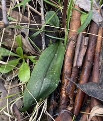 Chiloglottis trapeziformis