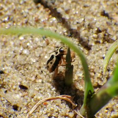 Anisosticta bitriangularis