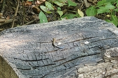 Plestiodon fasciatus