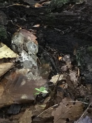 Triphora trianthophoros trianthophoros