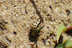Anisosticta bitriangularis