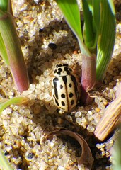 Anisosticta bitriangularis