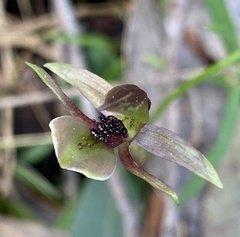 Chiloglottis trapeziformis