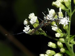 Toxorhynchites rutilus