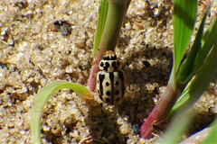 Anisosticta bitriangularis