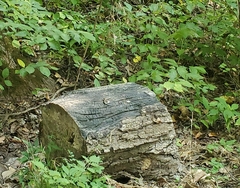 Plestiodon fasciatus