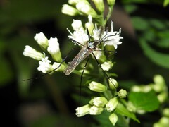 Toxorhynchites rutilus