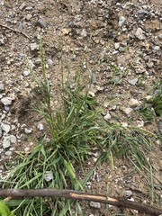 Lolium multiflorum