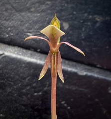 Chiloglottis trapeziformis