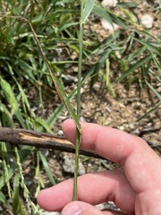 Lolium multiflorum