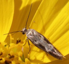 Scythris trivinctella