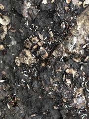 Camponotus sansabeanus