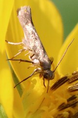 Scythris trivinctella
