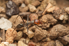 Iridomyrmex rubriceps