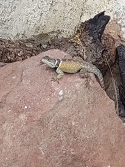 Sceloporus mucronatus