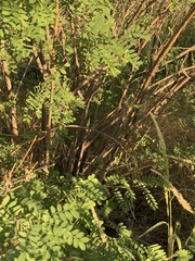 Coursetia glandulosa