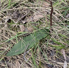 Chiloglottis trapeziformis