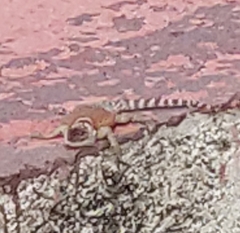 Sceloporus mucronatus