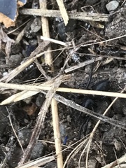 Gnaphosidae