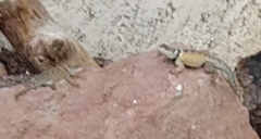 Sceloporus mucronatus